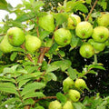 Guava Tree Live Plant, White Guava Plant Live Fruit Tropical Guava Seedling Planting Growing, 6 to 8 Inc