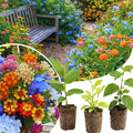 Set 3 Flower Plants Live, Assorted Milkweed, Plumbago, Buddleia, Lantana Plants Live, 4-6'' Long, Vibrant Flower Garden Collection