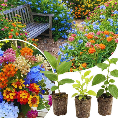 Set 3 Flower Plants Live, Assorted Milkweed, Plumbago, Buddleia, Lantana Plants Live, 4-6'' Long, Vibrant Flower Garden Collection