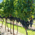 Purple Seedless Grape Vine, Hardy Grape Plant Live, 1-2 Years Old for Home Gardens, Trellises