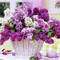 Deep Lilac Bushes Ready to Plant, Dormant Syringa Lilac Tree Live Plant, Springtime Blooms Soft Color in 4" Pot