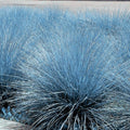 2 Pots 4 Plants Blue Fescue Grass Live Plants, Each Pot 2 Plants Grass Ornamental for Outdoor Planting
