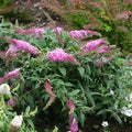 Pink Butterfly Bush Live Plant in 4 Inch Pot Planting Perennial Outdoors Garden Bush Shrub