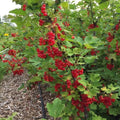10-12" Red Currant Live Plant Tree for Spring Planting, Edible Fruit Shrub for Outdoor Garden or Container Planting Outdoor Growing