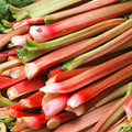 Red Rhubarb Plant for Planting, Rhubarb Root Plant, Cold Hardy Perennial Vegetable, Bare Root, 4-6 Inc, Indoor Outdoor Growing