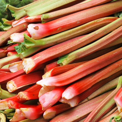 Red Rhubarb Plant for Planting, Rhubarb Root Plant, Cold Hardy Perennial Vegetable, Bare Root, 4-6 Inc, Indoor Outdoor Growing