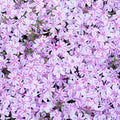 Pink White Creeping Phlox Plant in Quart Pot, 3-6" Live Garden Phlox Plants, Pink White Blooms, Perennial Groundcover