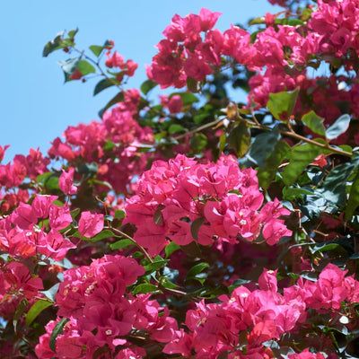 Pink Bougainvillea Plant Live, Bougainvillea Flowering Plant Perennial, Rooted Bougainvilleas Trees Starter 6-8 Inches