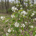 Serviceberry Plant Live, Service Berry Bush, 1-2 Ft Tall