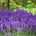 Lavender Plant Live, Blue Lavender Plant Live Indoor Outdoor, Vibrant Bloom, 8 to 10 Inc Tall, Quart Pot, Fragrant Lavandula Seedling for Patio and Container
