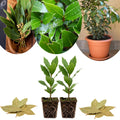 Set of 2 Bay Leaf Plants Live, Bay Laurel Culinary Herb Plants, 5–8 Inches Tall, Fragrant Herb for Indoor or Outdoor Growing