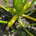 2 Live Yellow Squash Plants, Yellow Squash Zucchini Seedlings in Pot, 4-6 Inches Tall, Vegetable Plant for Growing Outside
