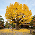Ginkgo Live Tree, Ornamental Tree, 3-6 Inches Tall