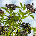 2 Black Elderberry Live Plants, Bare Root Berry Plant, 10-12 Inch Tall