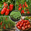 2PPP San Maranzo Tomato Plants Live, Garden Vegetable Plant, 5-8'' Tall