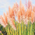4 Pink Pampas Grass Plants Live for Planting, 2.5" Pot, Potted Pampas Grass Live Plants Shrub Indoors Outdoors