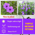 Purple Mexican Petunia Plant Live in 4" Pot, Petunias Live Plants from 3 to 5 Inches Tall, Perennial and Vibrant Flowers for Indoor Outdoor Planting