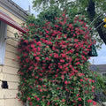 Fragrant Red Coral Honeysuckle Plants Live Vines, Perennial Lonicera Honeysuckle Plants, 5 to 9 Inches Tall
