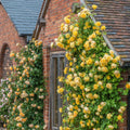 Yellow Rose Bush Plant Live, Fragrant Rose Bushes Plant Live, Rose for Planting, Starter Size, 4 to 10 Inc Tall