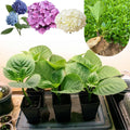 Deep Purple Blue to Pink Hydrangea Bush Plant Tree Live Shrub, 5-12" Starter Plant Hydrange Tree Plants, Dormant No Leaf in Winter, Cold Hardy Temperate