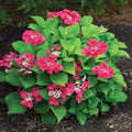 Hydrangea Live Plant in 2.5 Inc Pot, Hydrangea Tree Shrub Bush Perennial Outdoor Planting, Change Color Each Season (Ruby Red Pink)
