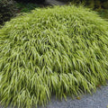 Ornamental Golden Grasses Live Plants Perennial, Yellow Japanese Grass, Cold Hardy Grass Live Plant in Fully Rooted in 2 1/4" Clumps