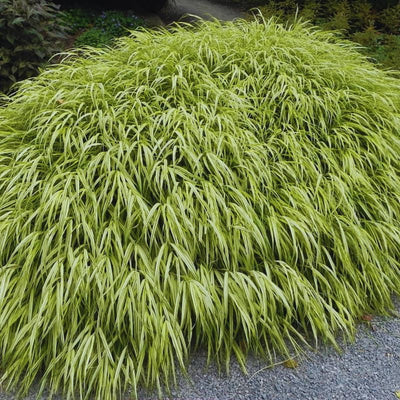 Ornamental Golden Grasses Live Plants Perennial, Yellow Japanese Grass, Cold Hardy Grass Live Plant in Fully Rooted in 2 1/4" Clumps
