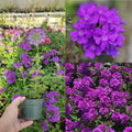 Pack 3 Purple Verbena Plants Live Perennial Ground Cover, No Pot, 5-9" in Tall, Can Grow As Trailing Bushes, Spring Flowers
