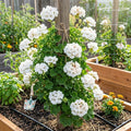 2 White Geranium Plants, Live Flowering Geranium Plant for Outdoor Indoor Garden, Spring Flowers, Hardy and Well Rooted, 2 Plants per Pot, 4-6 Inch Tall