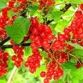 10-12" Red Currant Live Plant Tree for Spring Planting, Edible Fruit Shrub for Outdoor Garden or Container Planting Outdoor Growing
