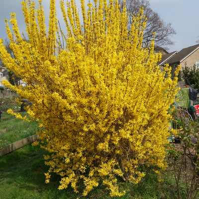 Dormant Forsythia Plant in 4 Inch Pot, Early Spring Blooming Shrub for Garden, Lynwood Gold Forsythia Bush Well Rooted