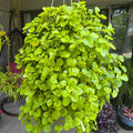 Plectranthus Swedish Ivy Live Plant, Yellow Green Plectranthus Plant, Live Trailing Swedish Ivy Houseplants for Planting, 2.5 Inch Pot, 3-5 Inch Tall