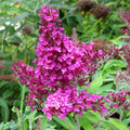 Butterfly Bush Plant, Fragrant Buddleia Shub, Spring-Flowering Butterfly Bush 5-8 Inches (Pink)