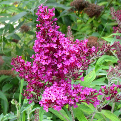 Butterfly Bush Plant, Fragrant Buddleia Shub, Spring-Flowering Butterfly Bush 5-8 Inches (Pink)