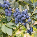 Blueberry Plants Live for Planting, Northern Blueberries Bush in 4 Inches Pot, Starter Plant from 4 to 7 Inches Height for Edible Garden