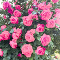 Deep Pink Climbing Rose Live Plant, Can Grow As Rose Bushes Shrubs, Fragrant Ready to Plant, Starter Size, 5 to 10 Inc Tall, Dormant in Winter