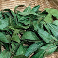 Bay Laurel Plant Live Bay Leaf Plant, 8" to 10" Tall, 4 Inch Pot Laurus Nobilis Live Plant Sweet Bay Leaf Tree Live Plant Herbs Indoor Outdoor Garden