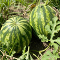 Red Watermelon Live Plant 3-6 Inch Tall, Watermelon Fruit Plant in Pot for Outdoor Garden