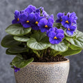 African Violet Plant, Live African Violet Flowers in 4'' Pot, Low-Maintenance Indoor Flowering Plant with Vibrant Blooms (Blue Blooms)
