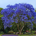 8-10" Blue Jacaranda Tree Live Plant Seedling Well Rooted in Pot, Jacaranda Mimosifolia Plants for Outdoor Planting, 8 to 10 Inc Tall from Bottom Pot