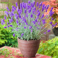 2 Plugs Lavender Plants Live Starter Plants 1-3" in Tall, Hardy Perennial Lavender for Garden and Landscape with Fragrant Purple Blooms, No Pot (Blue)