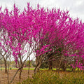 Redbud Tree in Quart Pot, Ornamental Redbud Flowering Tree, Vibrant Pink Blooms for Garden, Dormant in Winter