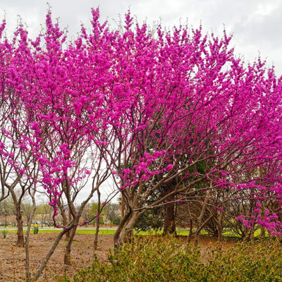 Redbud Tree in Quart Pot, Ornamental Redbud Flowering Tree, Vibrant Pink Blooms for Garden, Dormant in Winter