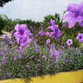 06 Mexican Petunias Live Plants for Spring Planting, 4-6" Well Rooted for Outdoor Growing, No Pot, (Purple Petunia)