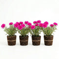 4 Portulaca Plants Live, Moss Rose Flower Plant for Outdoor Garden, Ground Cover Plant for Patio Containers, Borders or Landscape 4-7 Inches (Pink)