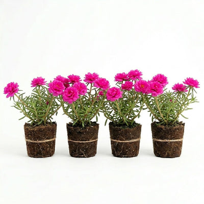 4 Portulaca Plants Live, Moss Rose Flower Plant for Outdoor Garden, Ground Cover Plant for Patio Containers, Borders or Landscape 4-7 Inches (Pink)