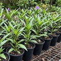 Mexican Petunias Live Plants, Purple Mexican Petunia Plant Live in 4" Pot, Starter Plant from 3 to 5 Inches Height, Vibrant Shrub for Outdoor Garden