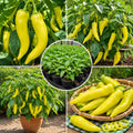 Yellow Banana Pepper Live Plants, Yellow Fruit, 4-7 Inch Tall in 4 Inch Pot