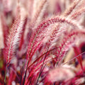 Red Grass Plant Live in 3.5 Inch Pot, Ornamental Grass Live Plant for Growing Your Garden