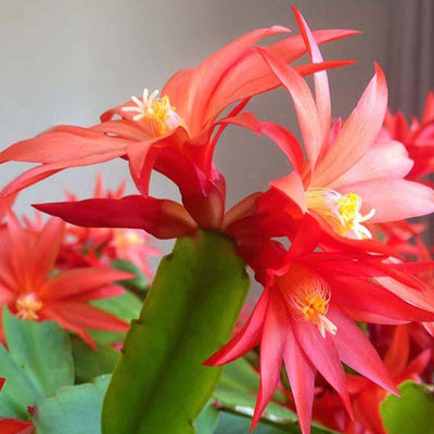Easter Cactus Plant in 4'' Pot, Spring Blooming Succulent, Holiday Cactus, Indoor Flowering Houseplant (Red Blooms)